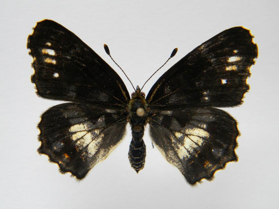 Araschnia levana abb 4 (Internet Image property of respective owner, non-commercial use only)